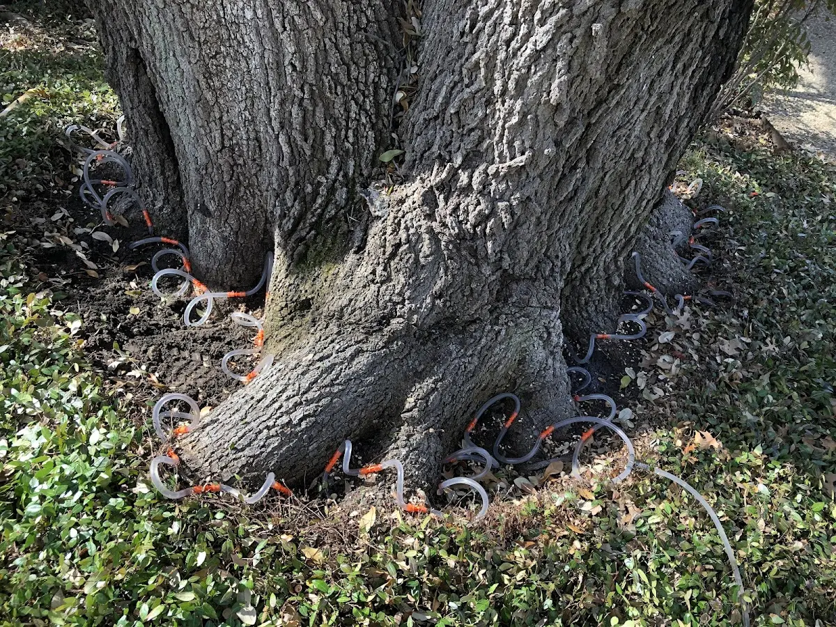 Detailed Tree Cabling and Bracing job site in Keene Valley