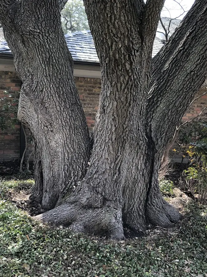 Mature heritage tree close to a Keene Valley property cared for by certified arborists